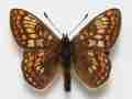 Marsh fritillary (aberration british hants) Internet Image property of respective owner, non-commercial use only